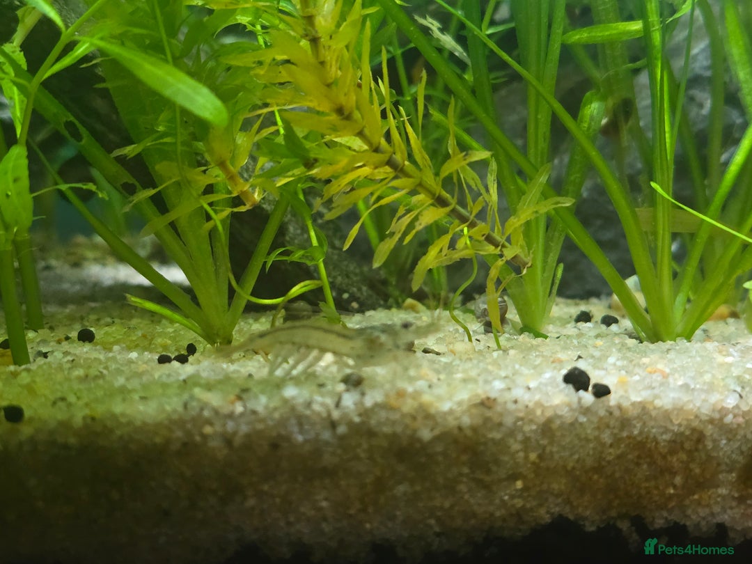 Plecos fish for sale: Golden Nugget Plec and other small fish - Advert 8