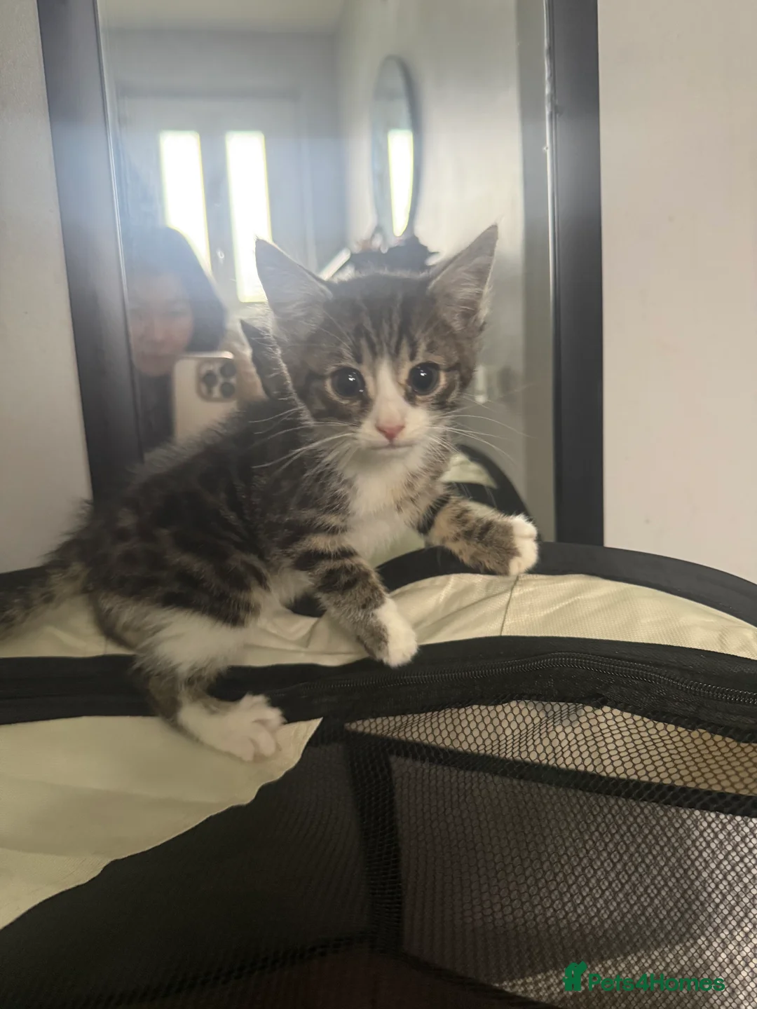 Mixed Breed cats for sale: 4 cute kittens ready now 💙💙💙💗 - Advert 6