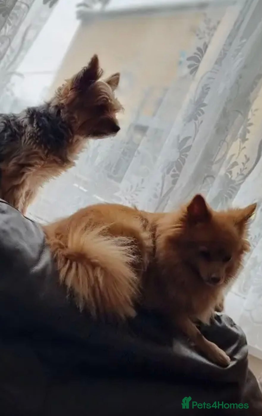 Yorkshire Terrier dogs Max & Mollie - Advert 16