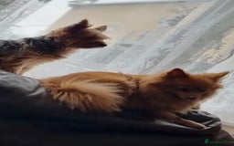 Yorkshire Terrier dogs for sale: Max & Mollie - Image 8