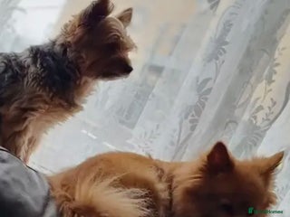 Yorkshire Terrier dogs - Advert 19