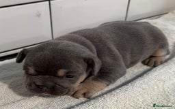 French Bulldog dogs for sale: French bulldog puppies - Image 8
