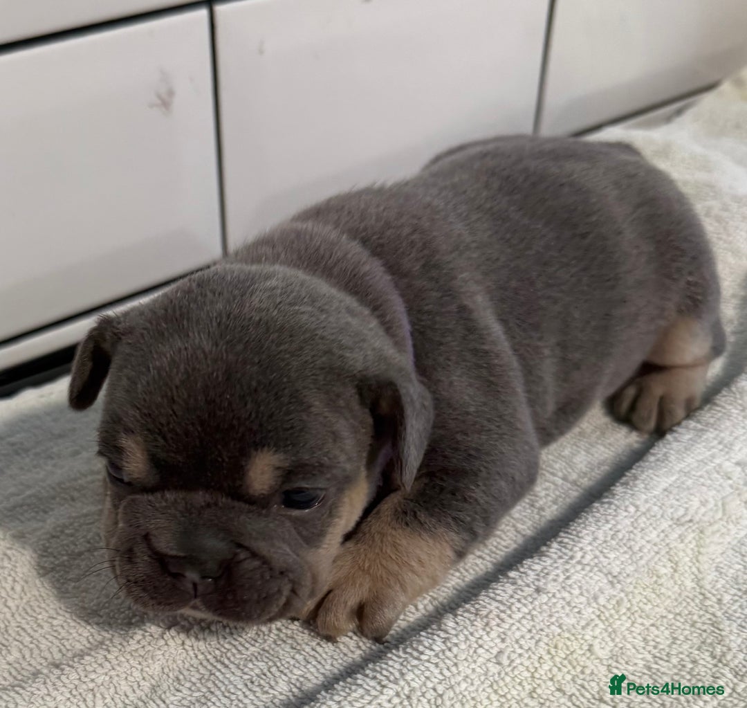 French Bulldog dogs for sale: French bulldog puppies - Image 8