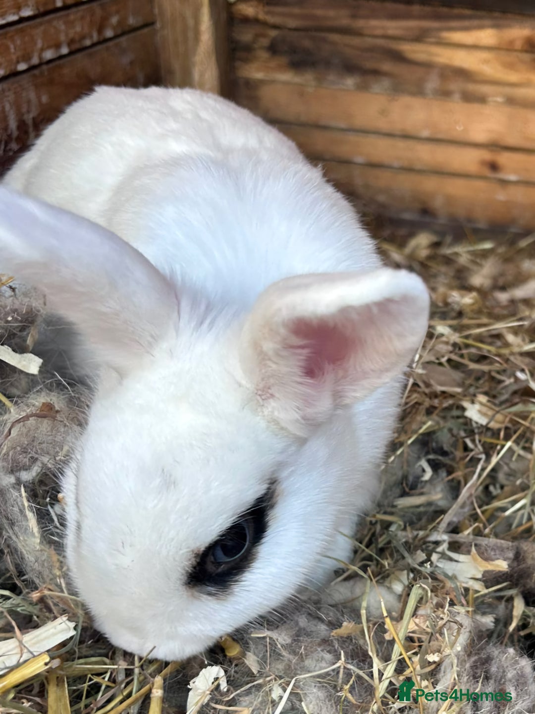 Mixed Breed rabbits for sale: Female rabbit - Advert 1