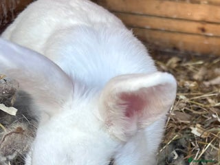 Mixed Breed rabbits Female rabbit - Advert 2