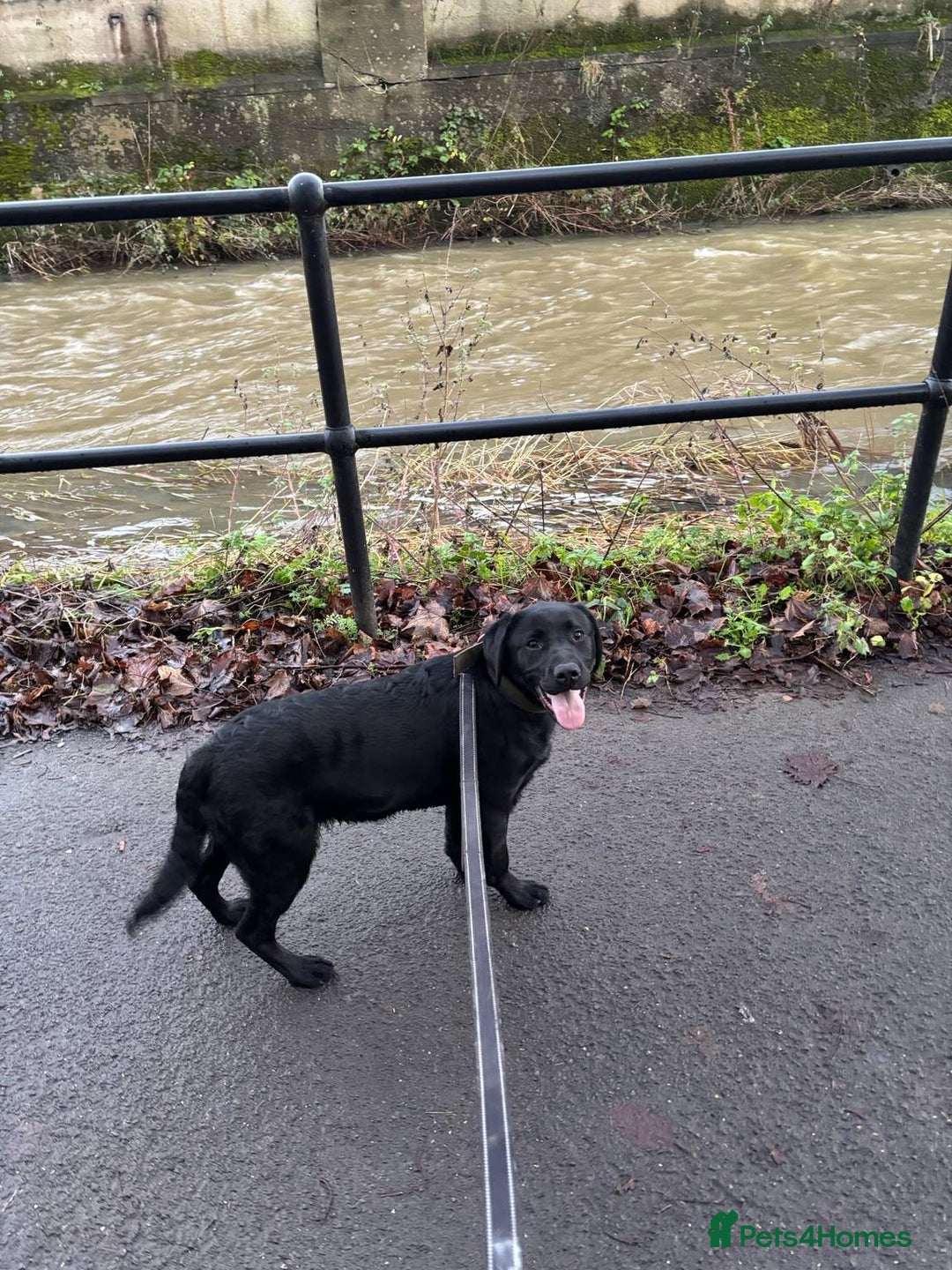 Goldador dogs for sale: Labrador  - Advert 2