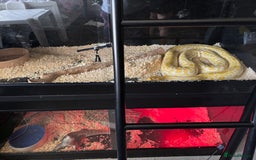 Monitor reptiles for sale: BOSC MONITOR LIZARD IN FULL SET UP - Image 4