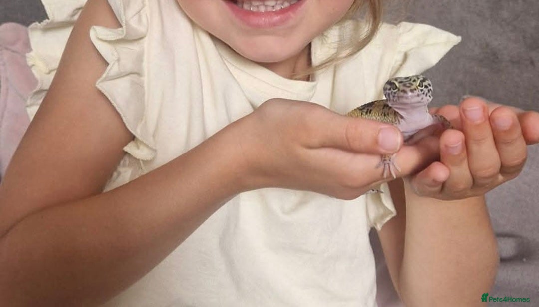 Leopard Gecko reptiles for sale: Leopard gecko Milo  - Image 4