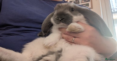 French Lop rabbits - Advert 14