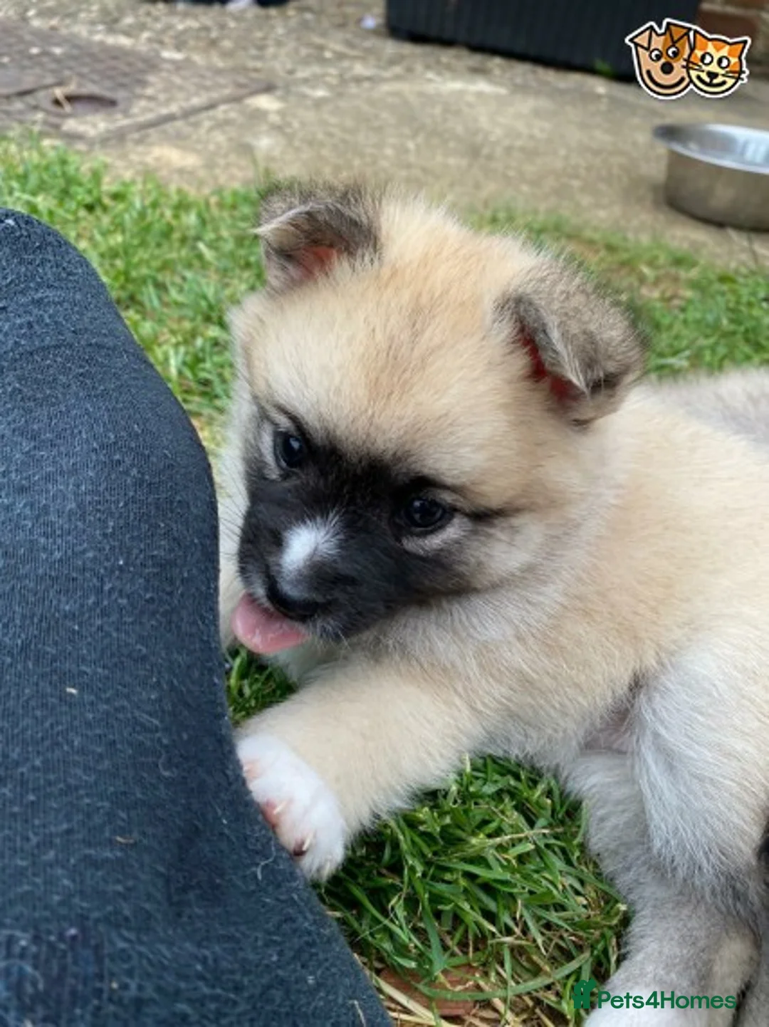 Pomsky dogs for stud: Best stud around Champions in every generation  in Coventry - Advert 9