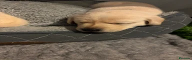 Labrador Retriever Puppy 1