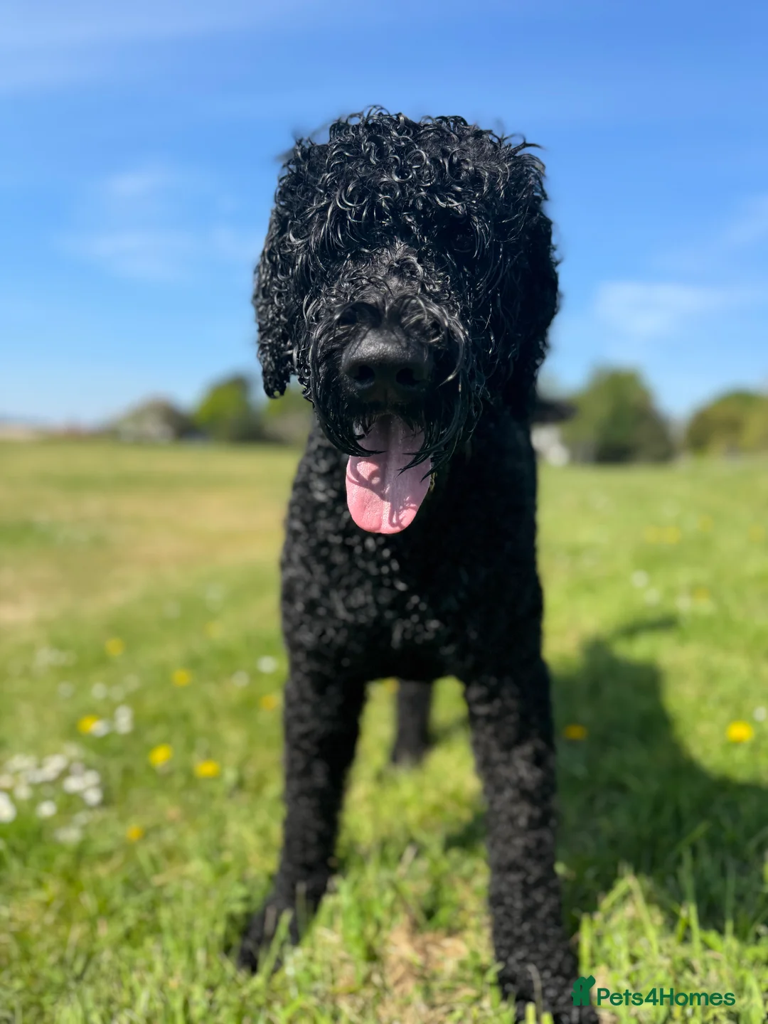 Labradoodle dogs for stud: Meet Leeroy, Our Handsome F3 Labradoodle! - Advert 6