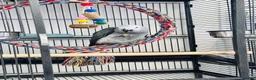 Parrots birds for sale: African Grey 6 Months Old Male Fully Hand Tame  in Bradford - Advert 11