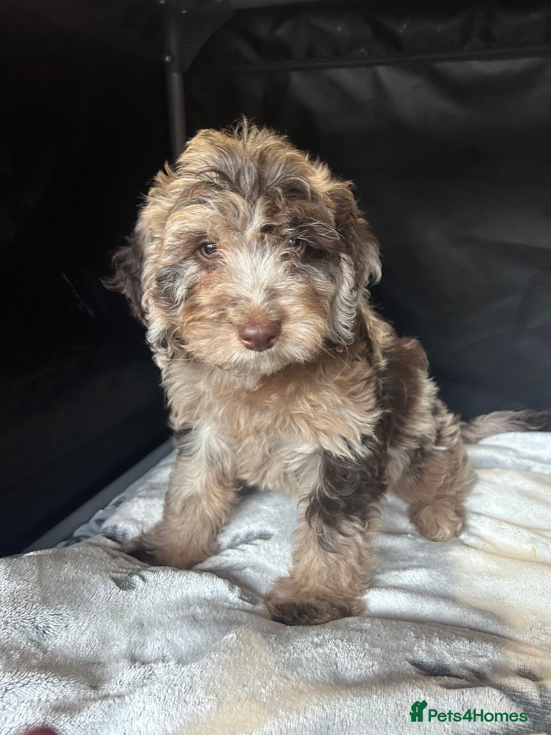 Cockapoo dogs for sale: Cockapoo puppies for sale  - Advert 18