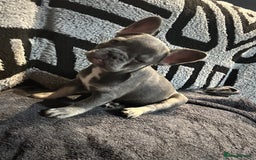 French Bulldog dogs for sale: French bulldogs , one fluffy (like his mum)  - Image 30