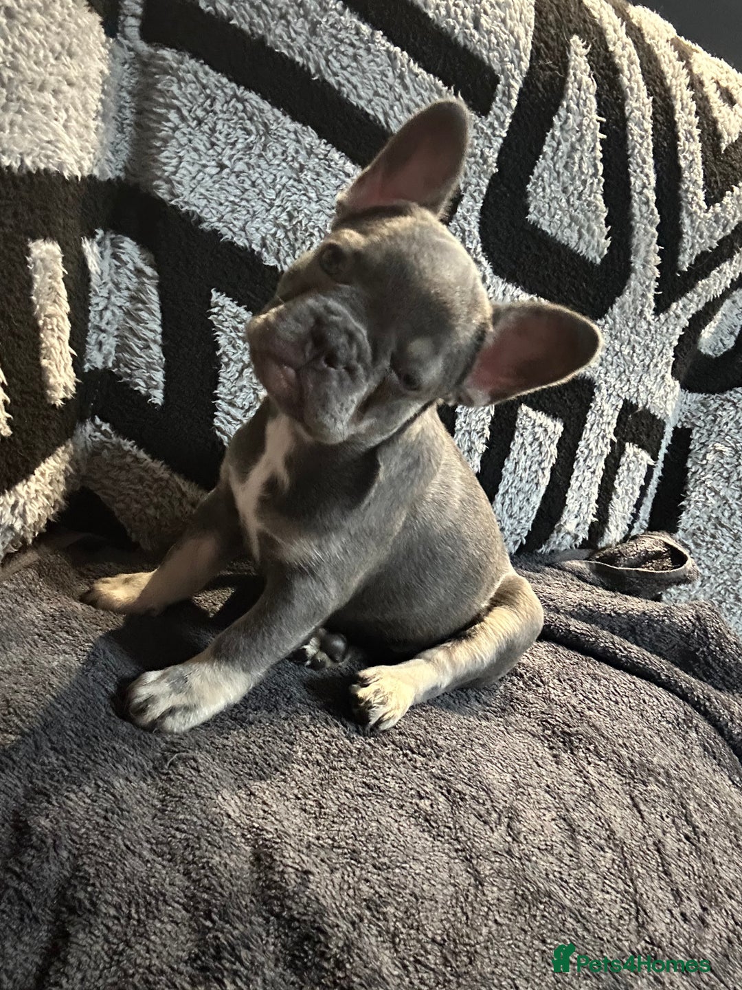 French Bulldog dogs for sale: French bulldogs , one fluffy (like his mum)  - Image 30