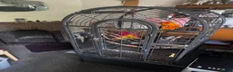 Conures birds for sale: Female Conure for sale  - Advert 2