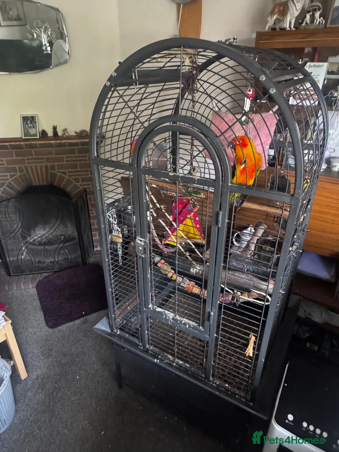 Conures birds for sale: Female Conure for sale  - Advert 2
