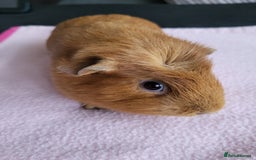 Guinea Pig rodents for sale: Baby girls guinea pigs  - Image 13