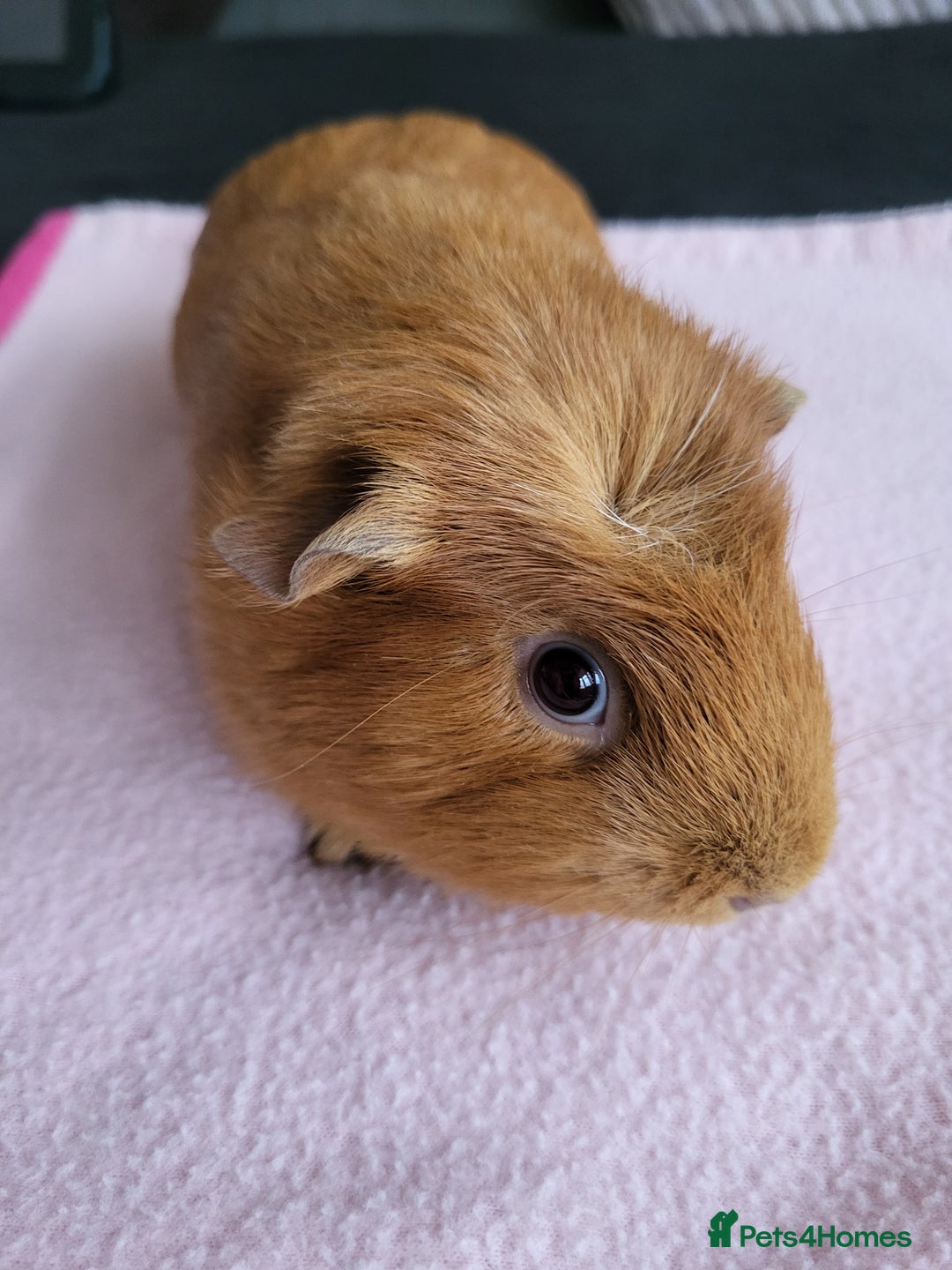Guinea Pig rodents for sale: Baby girls guinea pigs  - Image 13