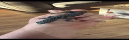 Monitor reptiles for sale: Blue tree montor  in Potters Bar - Advert 2