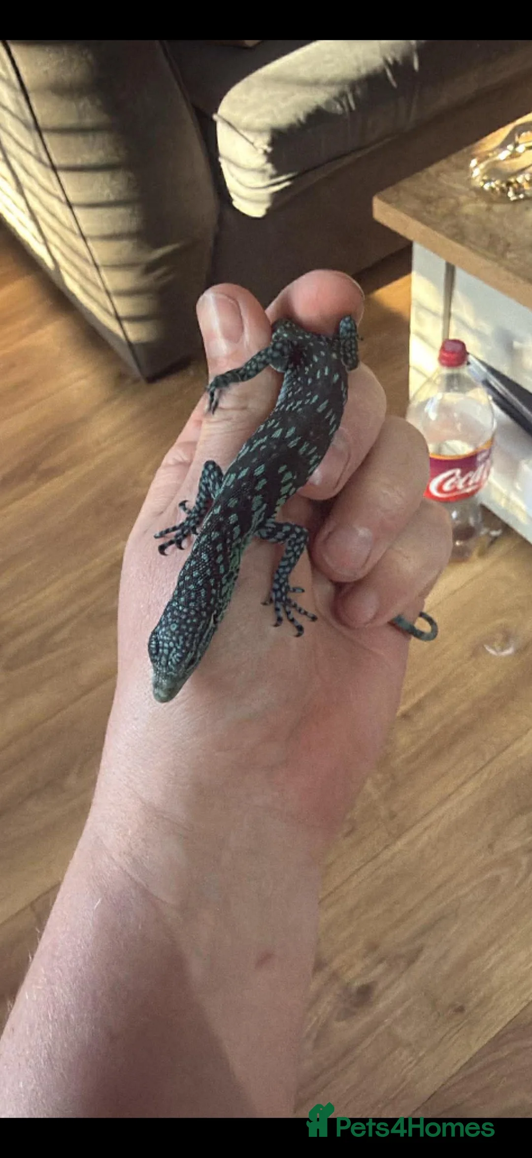 Monitor reptiles for sale: Blue tree montor  in Potters Bar - Advert 2