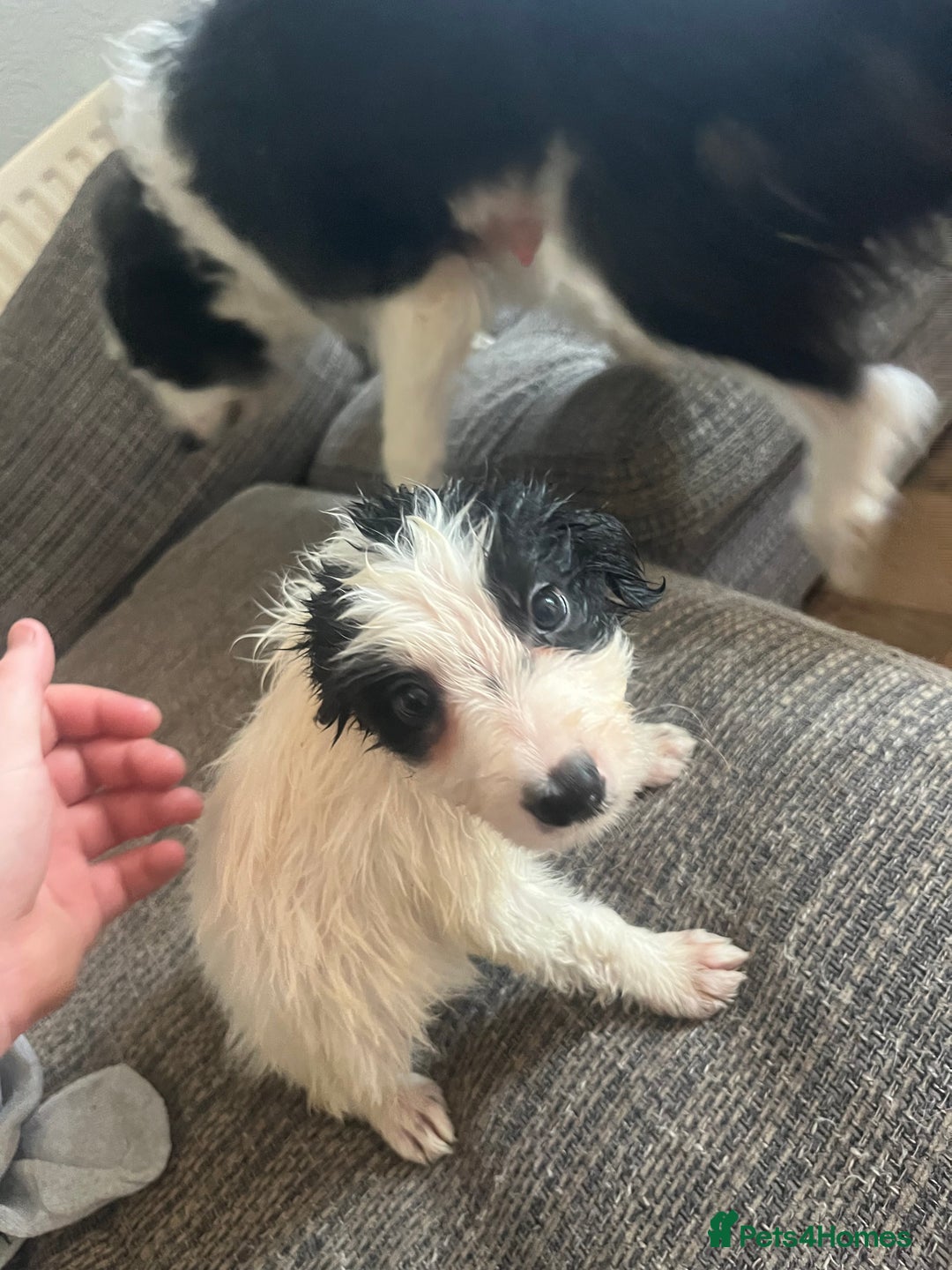 Border Collie dogs for sale: All white border collie girl  - Image 6