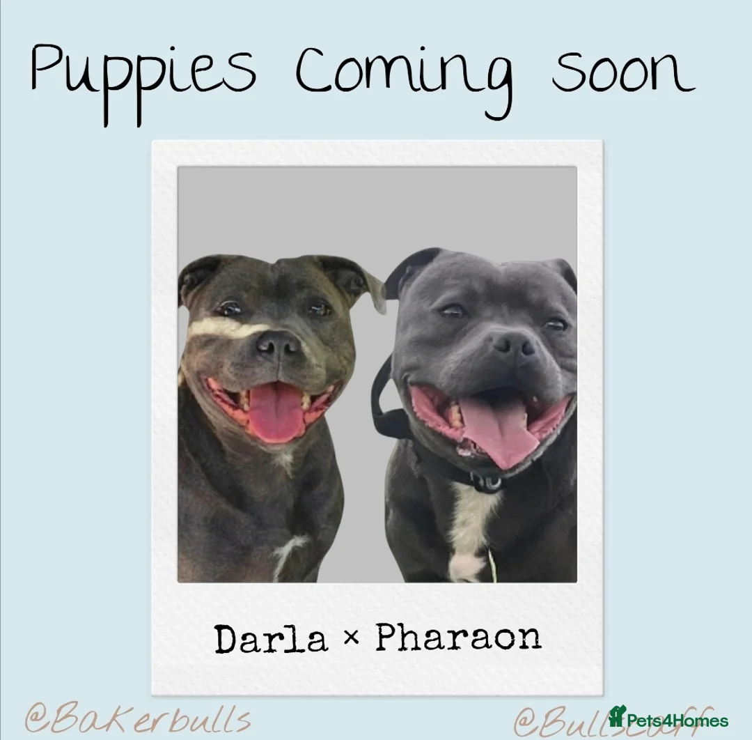 Staffordshire Bull Terrier dogs for sale: Champion BLUE STAFFORDSHIRE BULL TERRIER  in Burton-on-Trent - Advert 31