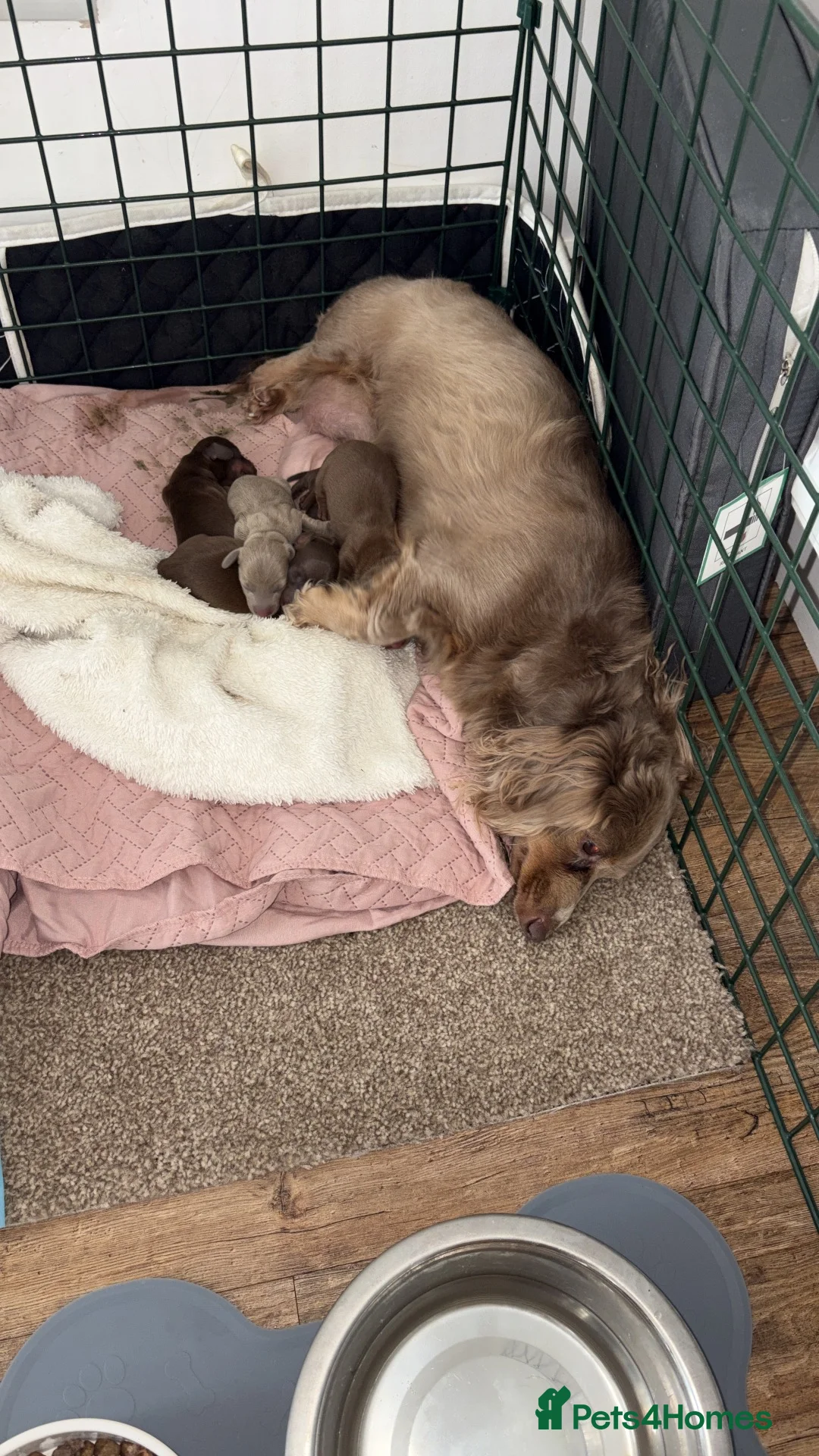 Miniature Dachshund dogs for sale: 6 beautiful miniature dachshunds for sale  - Advert 17