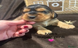 Cockalier dogs for sale: Adorable cockalier puppies 💙🩵💜❤️🩷 - Advert 18