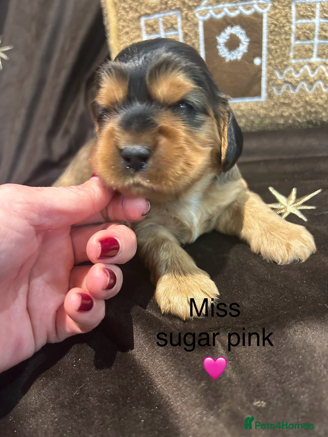 Cockalier dogs for sale: Adorable cockalier puppies 💙🩵💜❤️🩷 - Advert 18