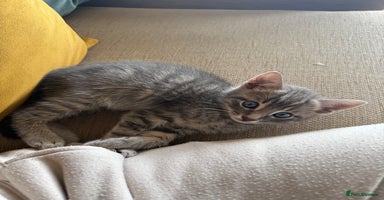 Mixed Breed cats - Advert 13