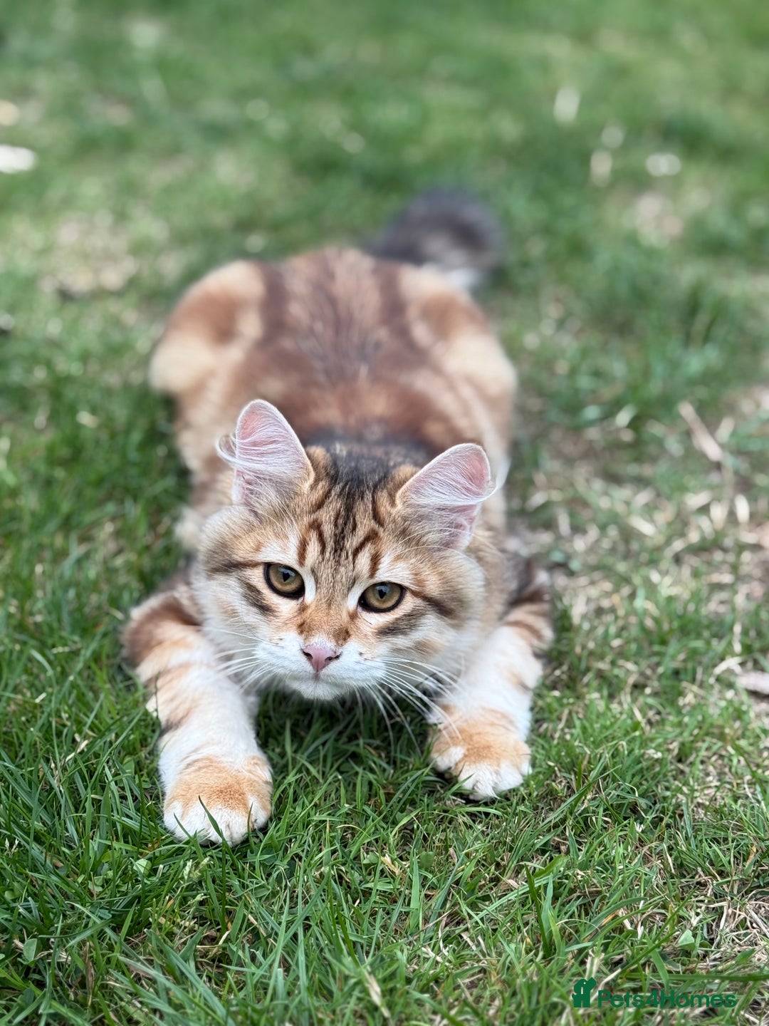 Siberian cats for sale: 2 Siberian kittens ready for collection - Image 17