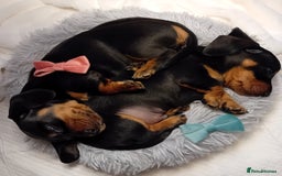Miniature Dachshund dogs for sale: Miniature short haired daschunds  - Image 2