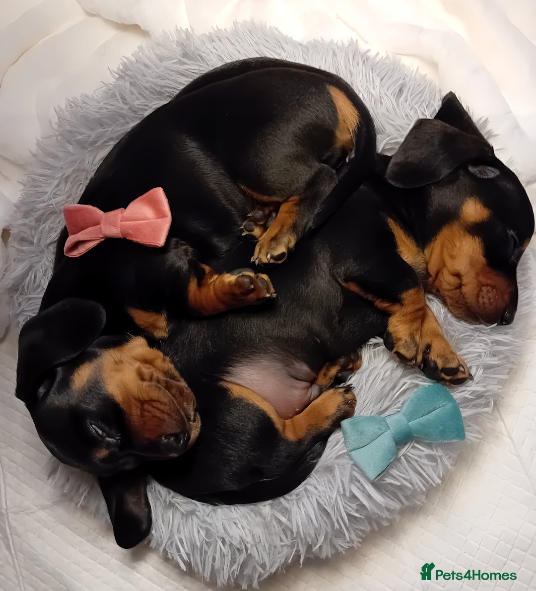 Miniature Dachshund dogs for sale: Miniature short haired daschunds  - Image 2