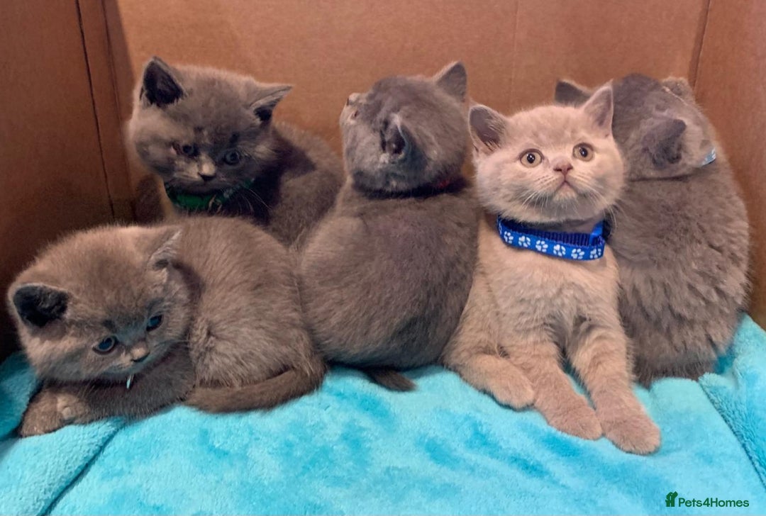 British Shorthair cats for sale: Full Pedigree stunning British Shorthair kittens  - Image 15