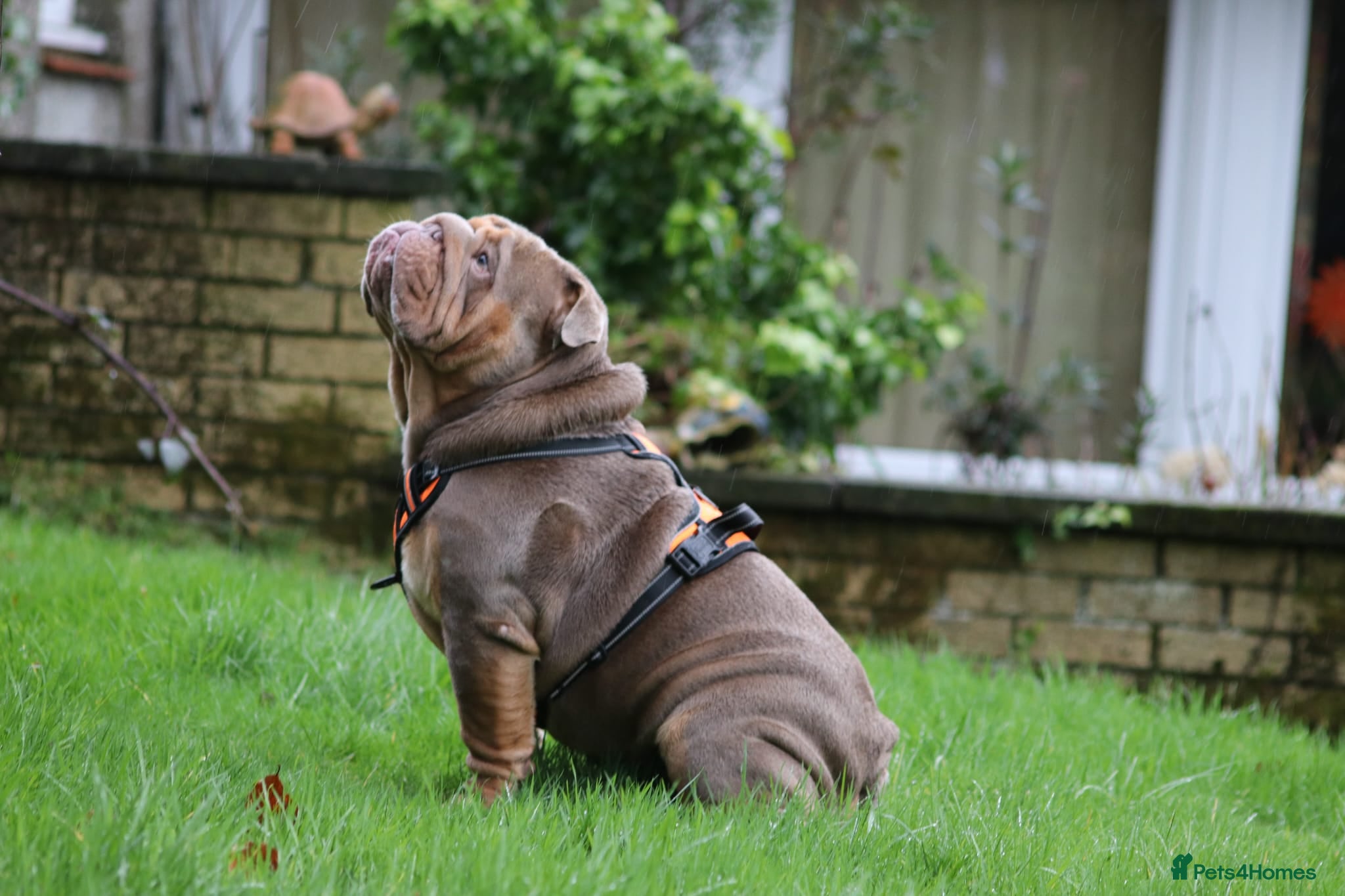 English Bulldog dogs Stunningly Handsome English Bulldog at stud - Advert 4