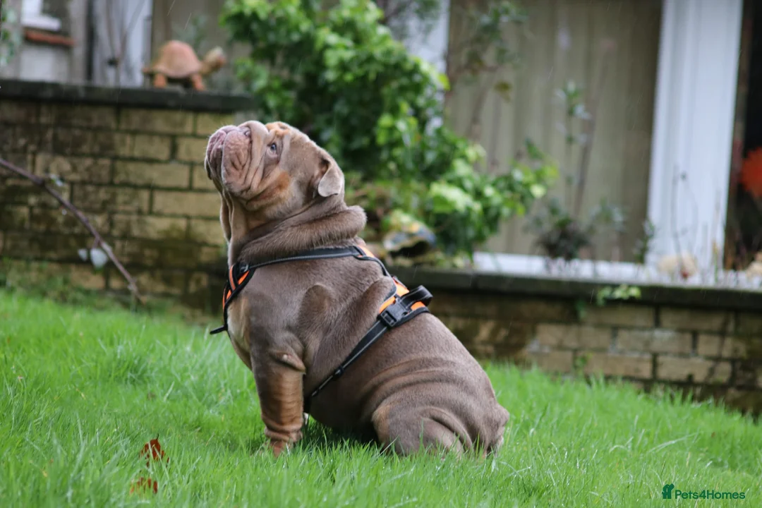 English Bulldog dogs for stud: Stunningly Handsome English Bulldog at stud - Advert 1