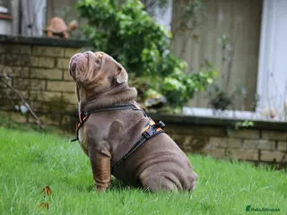 English Bulldog dogs Stunningly Handsome English Bulldog at stud - Advert 4