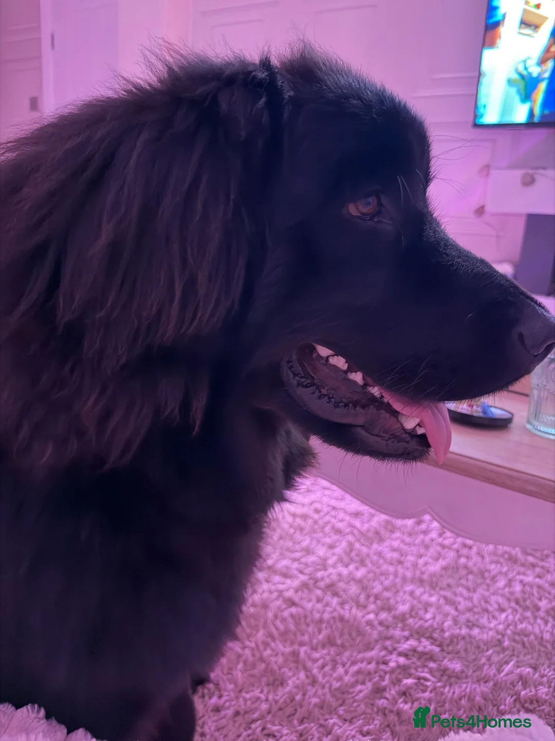 Newfoundland dogs for sale: 10 month Newfoundland girl  in Llantwit Major - Advert 2