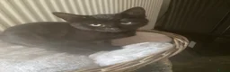 Mixed Breed cats for sale: Beautiful loving kittens - Advert 8