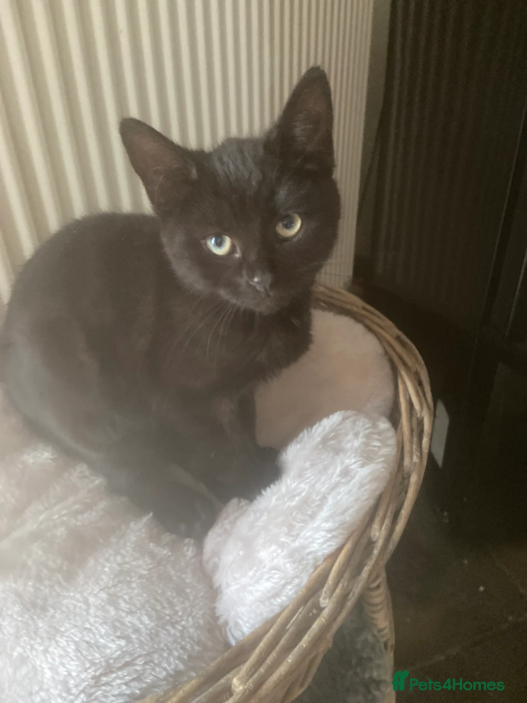 Mixed Breed cats for sale: Beautiful loving kittens - Advert 8