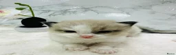 Ragdoll cats for sale:  Tica registered full pedigree ragdolls - Advert 14