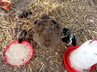 Chickens poultry Silkie Chicks for sale £20 each - Advert 1