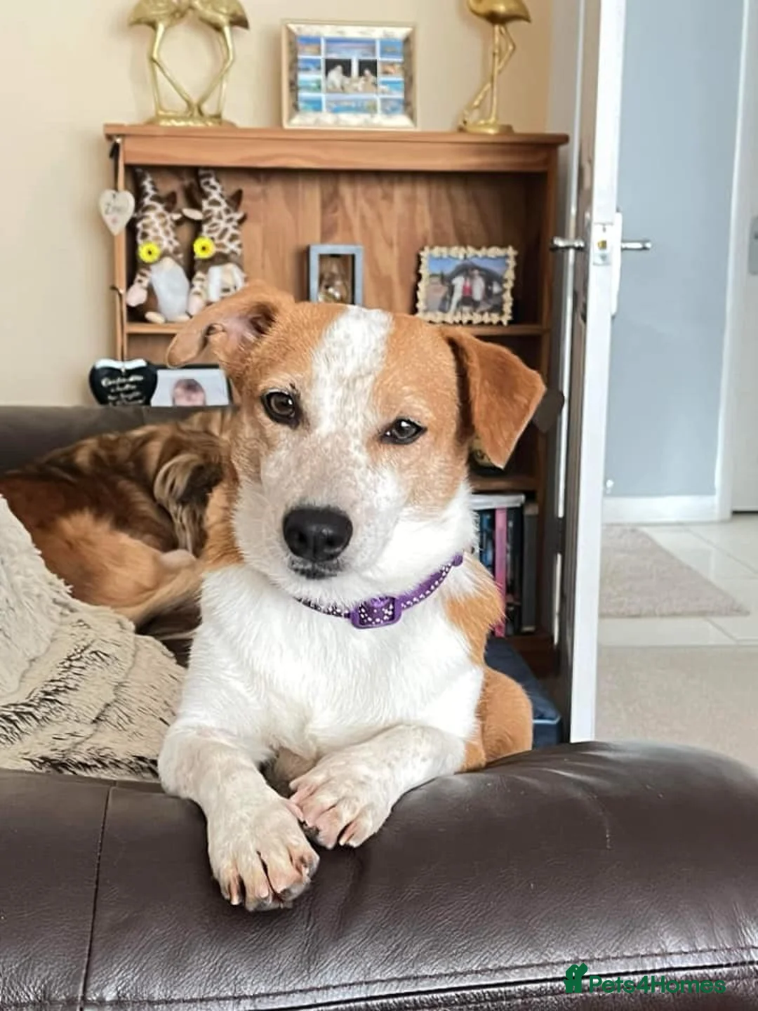 Mixed Breed dogs for adoption: Tessa - Poringland Norfolk  in Norwich - Advert 17