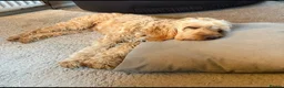 Cockapoo dogs for sale: Teddy - 1 year old male cockapoo  - Advert 10