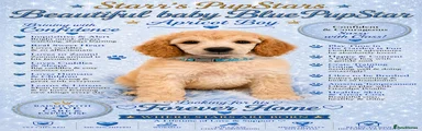 Standard Poodle 5