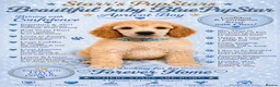 Standard Poodle dogs for sale: Starri’ PupStars   - standard poodle  - Advert 17