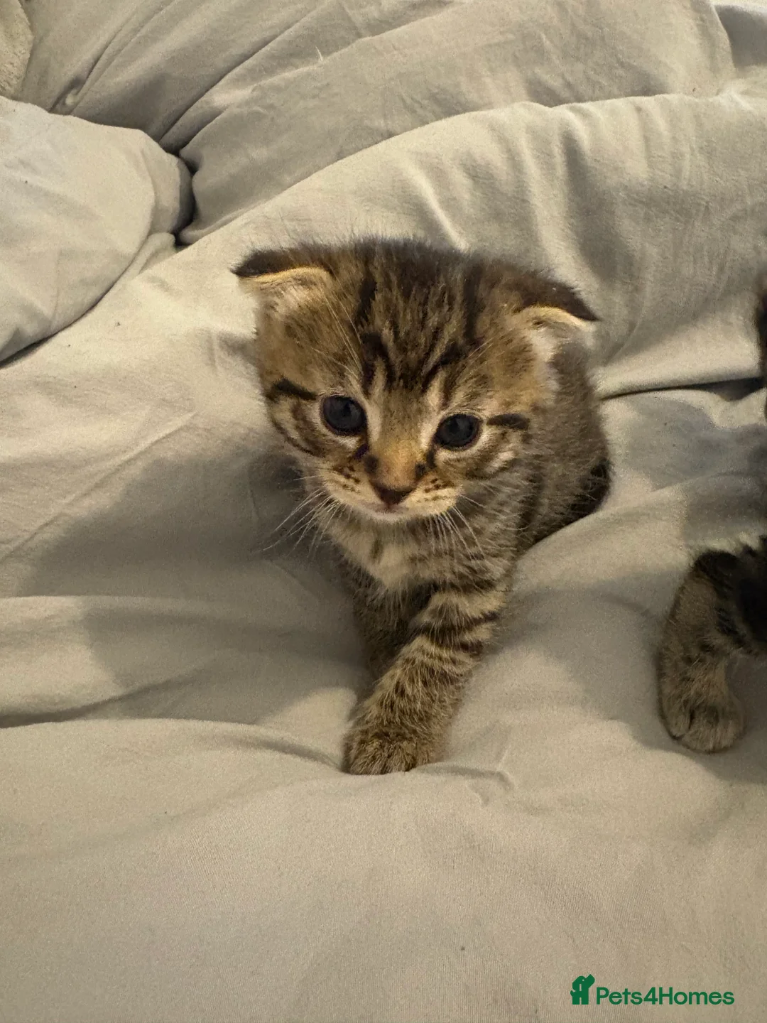 Scottish Fold cats for sale: 🐱💗💝 Ready to go on the 14th of February 💝 💗🐱 - Advert 34