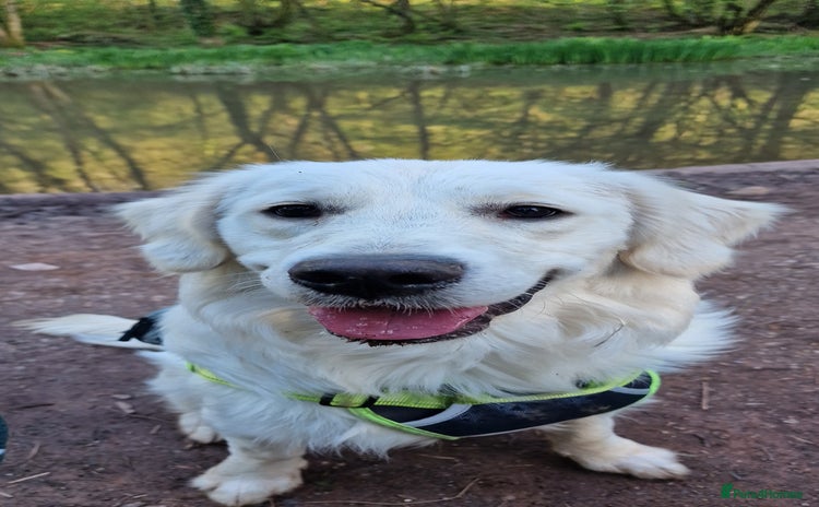 Golden Retriever dogs - Advert 1